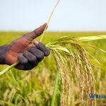 在塞内加尔，稻米集约化帮助农民以更少的投入获得更多的收成-飞鱼博客